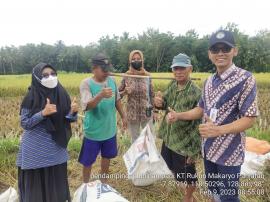 PENDAMPINGAN UBINAN PADI  DI KT RUKUN MAKARYO PADUKUHAN PANJATAN  KALURAHAN PENGKOK